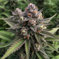 Semillas cannabis genetica autoflorescentes